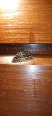 Hydriomena deltoidata