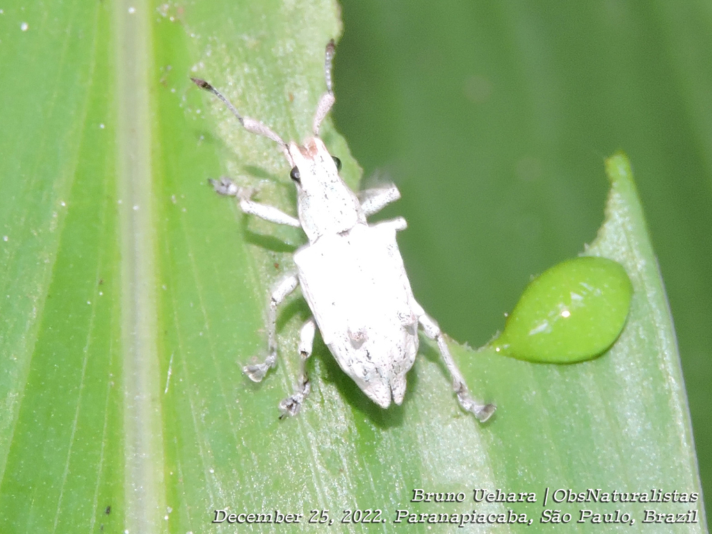 Platyomus hystricosus