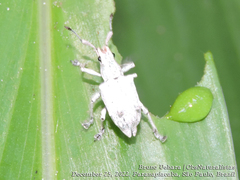 Platyomus hystricosus