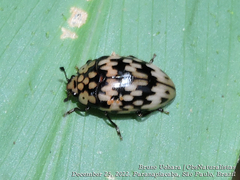 Callischyrus hieroglyphicus