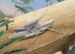Catantopinae