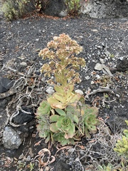 Aeonium davidbramwellii image