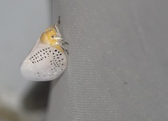 Poekilloptera phalaenoides