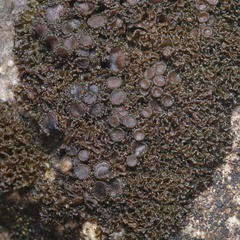 Enchylium polycarpon