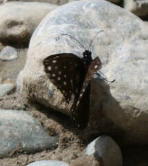 Euploea crameri