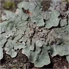 Flavopunctelia flaventior