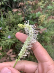 Sanguisorba canadensis