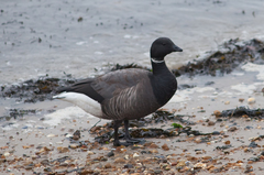Branta bernicla