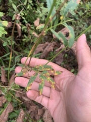 Sanguisorba canadensis