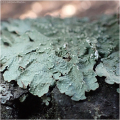 Flavopunctelia flaventior