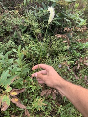 Sanguisorba canadensis