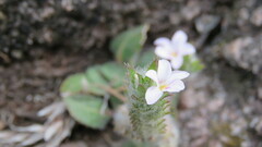 Stenandrium diphyllum