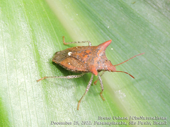 Euschistus cornutus