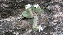 Stenandrium diphyllum