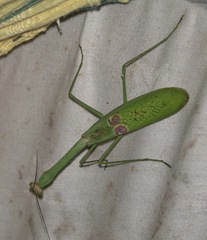Stagmatoptera binotata