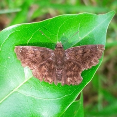 Carcharodini
