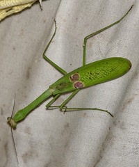 Stagmatoptera binotata