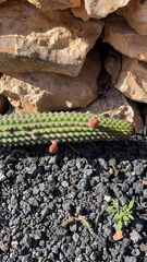 Nyctocereus serpentinus