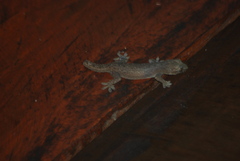 Hemidactylus