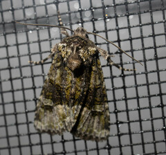 Lacinipolia olivacea