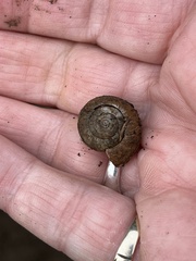 Helminthoglypta nickliniana