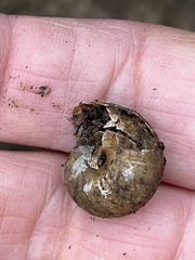 Helminthoglypta nickliniana