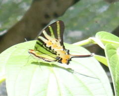 Graphium antiphates