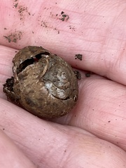 Helminthoglypta nickliniana