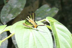 Graphium antiphates