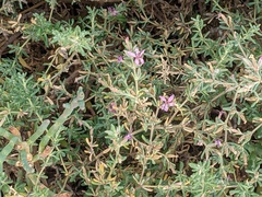 Frankenia salina