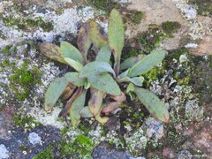 Cladonia chlorophaea