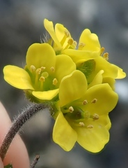 Draba corymbosa