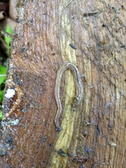 Bipalium pennsylvanicum