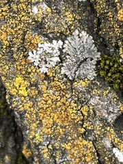 Phaeophyscia hirsuta