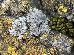 Phaeophyscia hirsuta