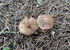 Inocybe cincinnata