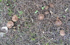 Inocybe cincinnata