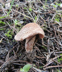 Inocybe cincinnata