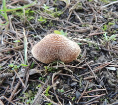 Inocybe cincinnata