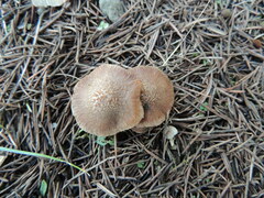 Inocybe cincinnata