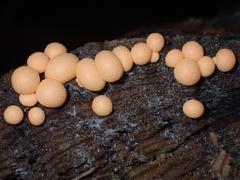 Lycogala epidendrum