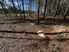 Geomys pinetis