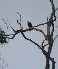 Cathartes melambrotus