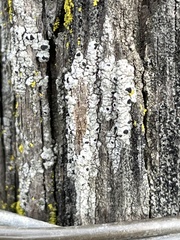 Pseudothelomma occidentale