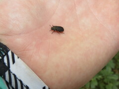 Gonocephalum adpressiforme