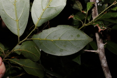 Endiandra discolor