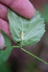 Neolasioptera farinosa