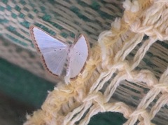 Leuciris fimbriaria
