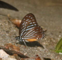 Graphium macareus
