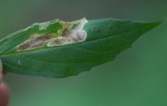 Liriomyza limopsis